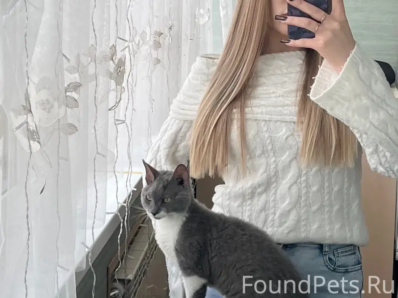 Пропал котёнок, неизвестно место пропажи