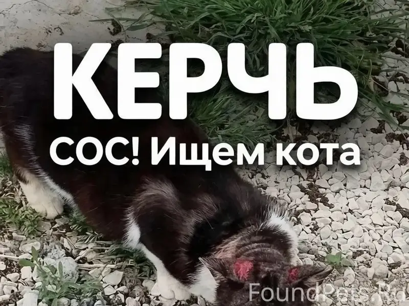 Пропал кот, Керчь