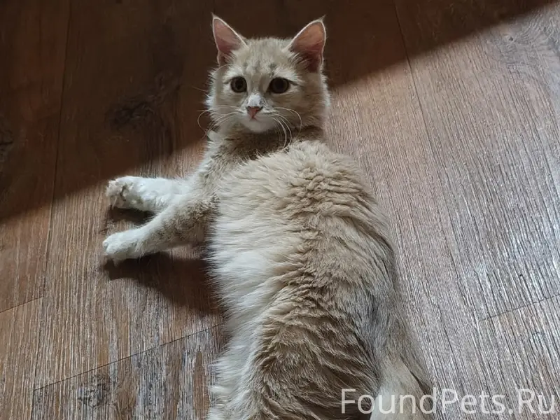 Пропала кошка, мкр. Внуковский