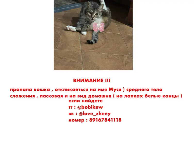 Пропала кошка, место неизвестно