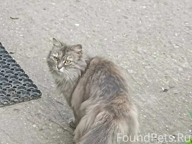 Найдена кошка, пер. Шангальский