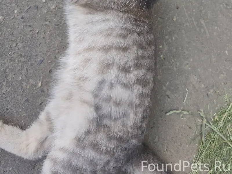 Найден котёнок, улица Безыменского