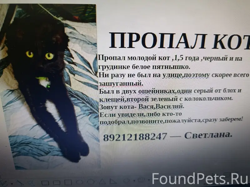 Пропал домашний кот, район вокзала