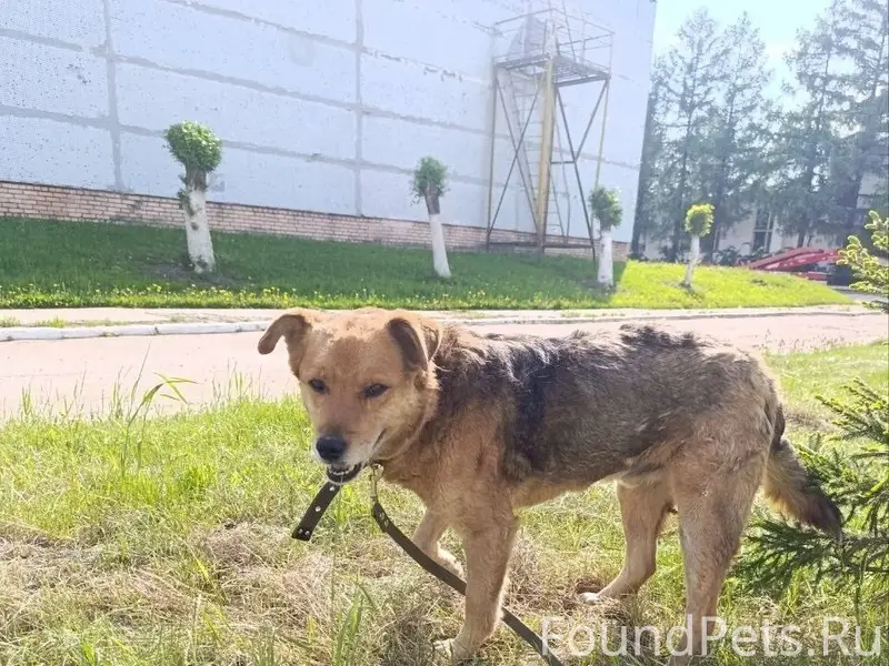 Пропала собака, Дмитровский район