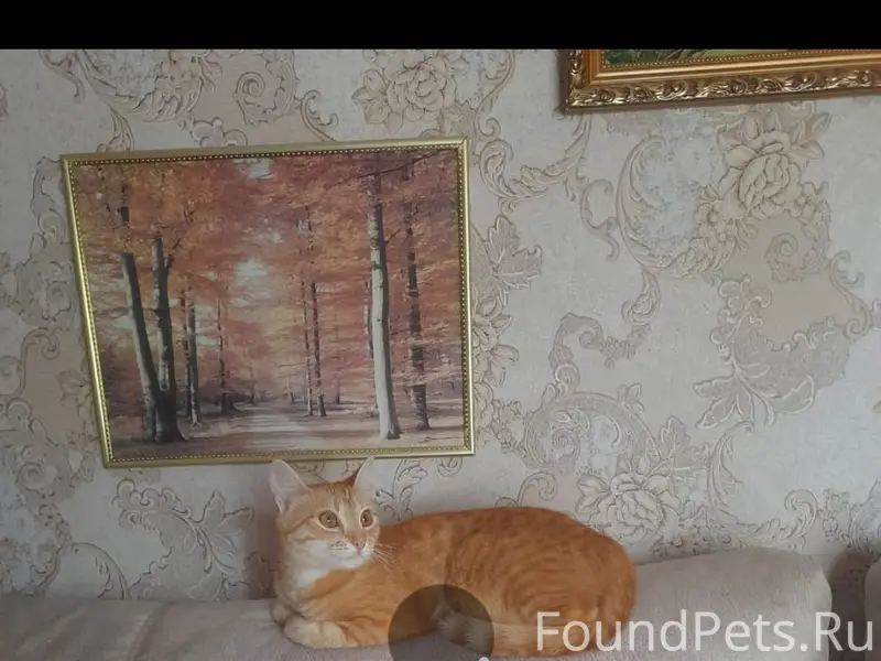 Пропала кошка Апельсина, г. Белебей