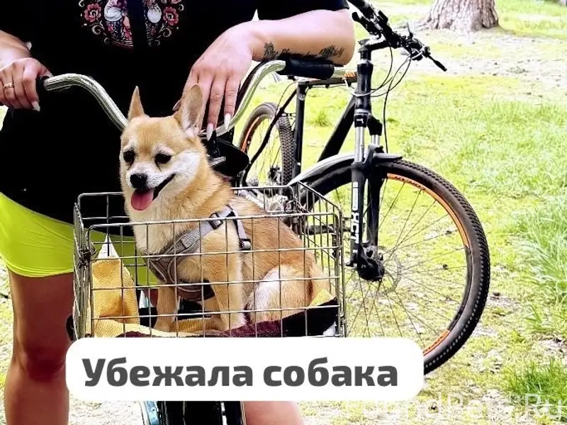 Пропала собака, Кальное