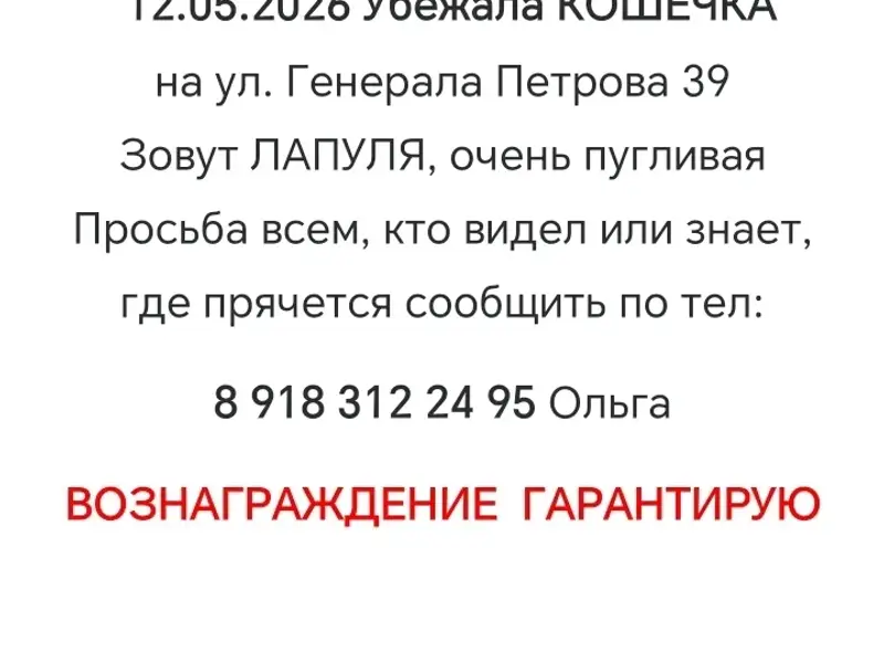 Пропала трехцветная кошка