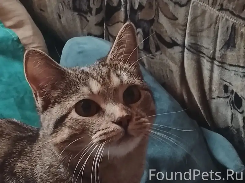 Пропала кошка Алиночка
