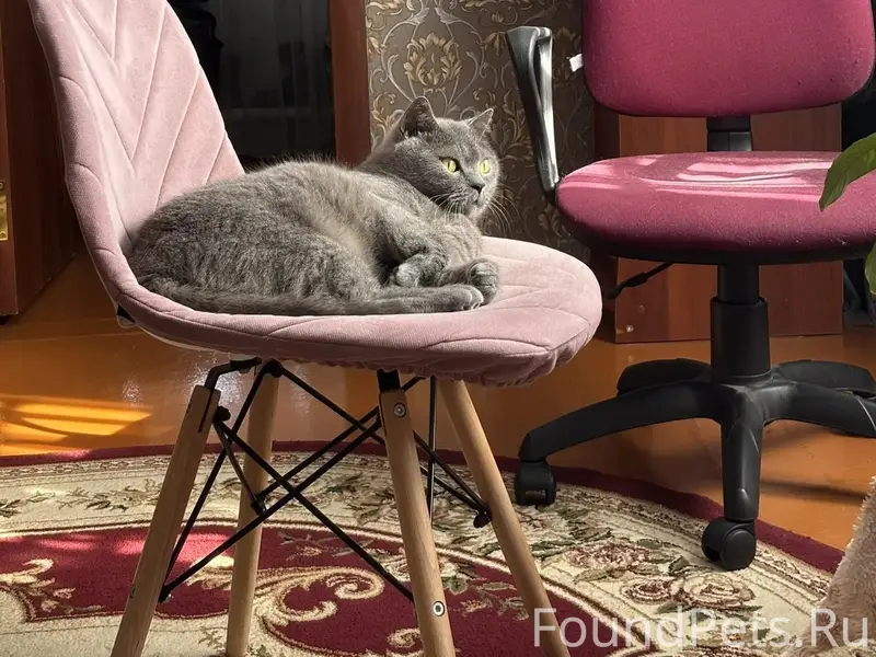 Пропал кот Васька, район СХТ
