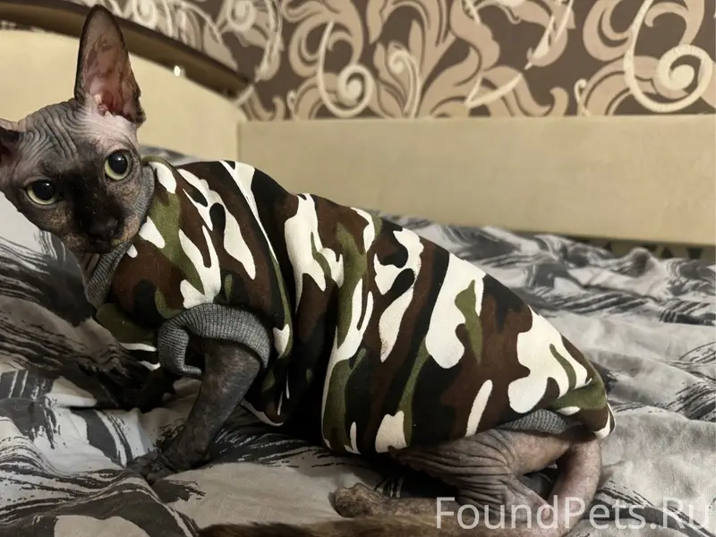 Пропала кошка Сфинкс, Подольск