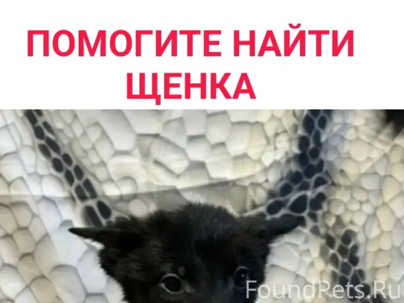 Пропала девочка-щенок, Мурманск