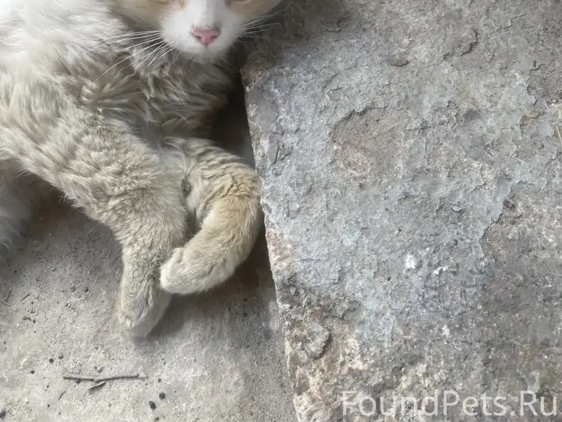 Найден кот ред пойнт, Калуга