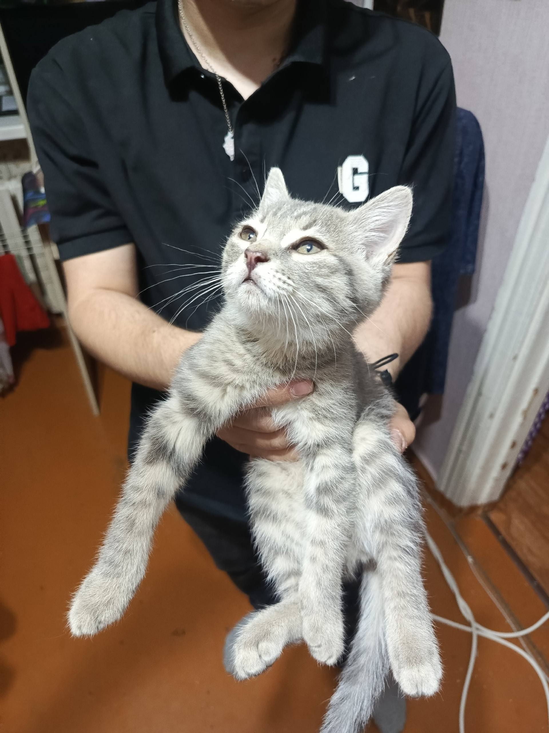 Найден котёнок-девочка, район неизвестен
