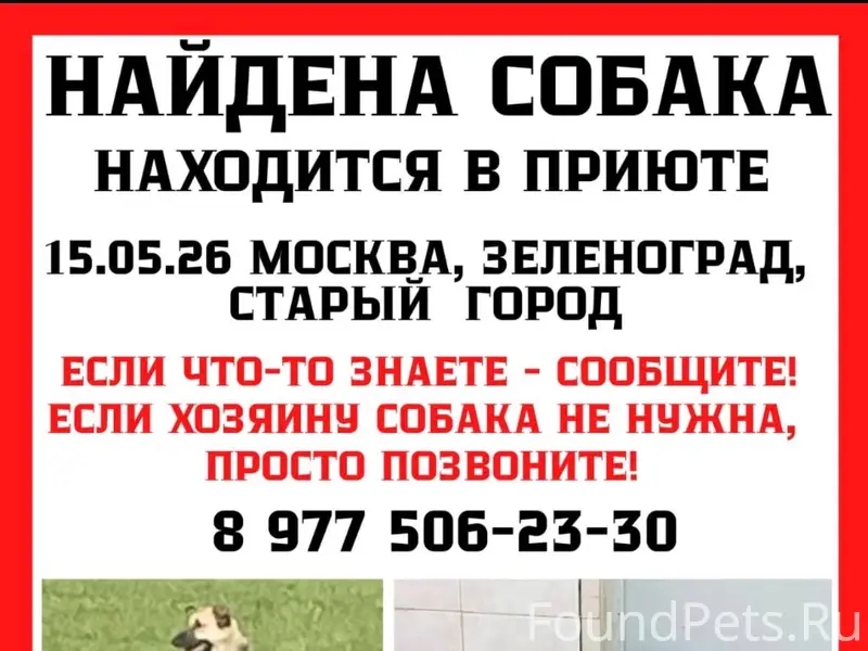 Найден тип собака, Зеленоград