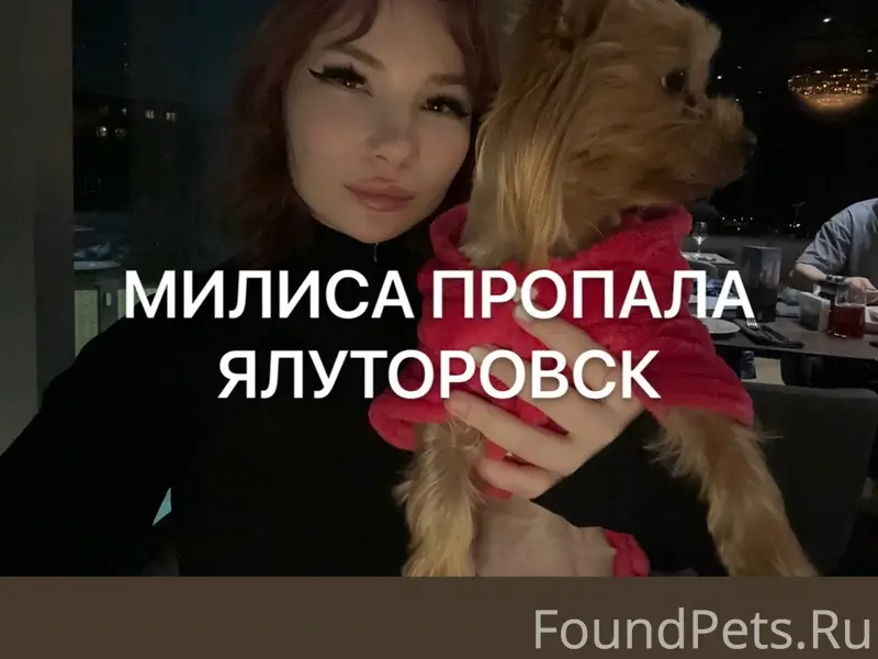 Пропала собака Милиса, Ялуторовск
