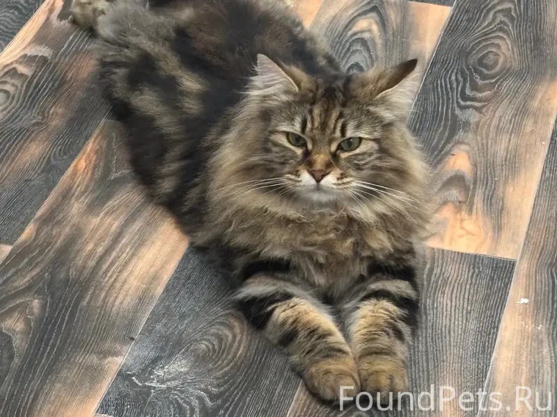 Пропала кошка Дуня, С. Мессажай