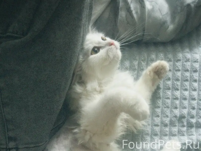 Пропала кошка, Западный район