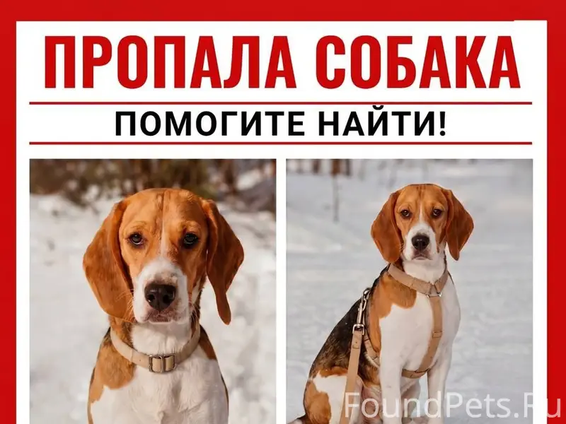 Пропала бигль Мэй, Малаховка