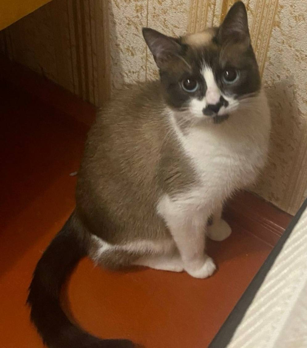 Пропала кошка, район 5 школы Восточном