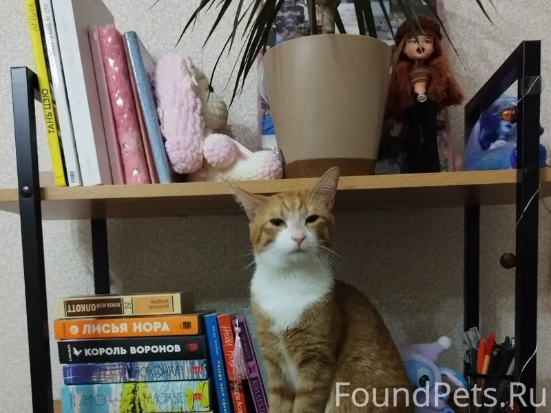 Пропал Рыжий котик (упал с 7 этаж