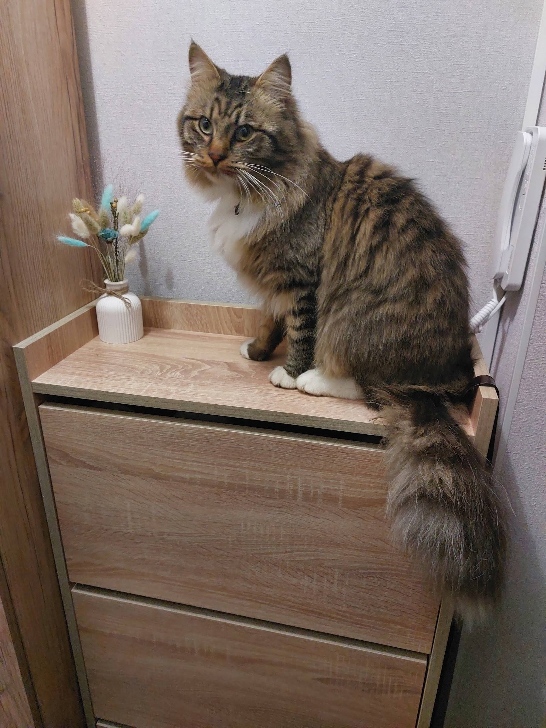 Пропал кот Мики, носит мятный ошейник