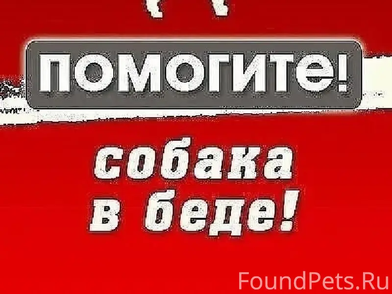 Пропала большая рыжая собака, трасса напротив санатория Юськи