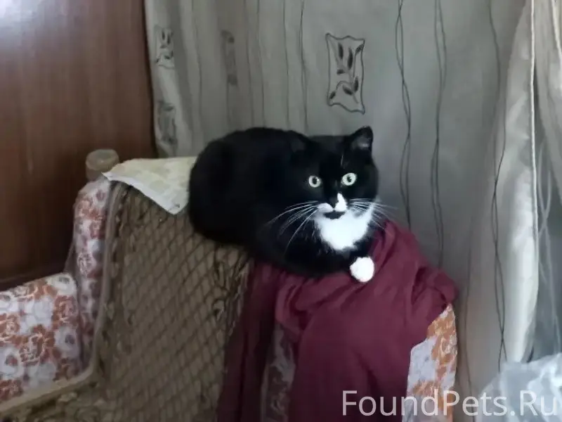 Найдена кошка, без дома