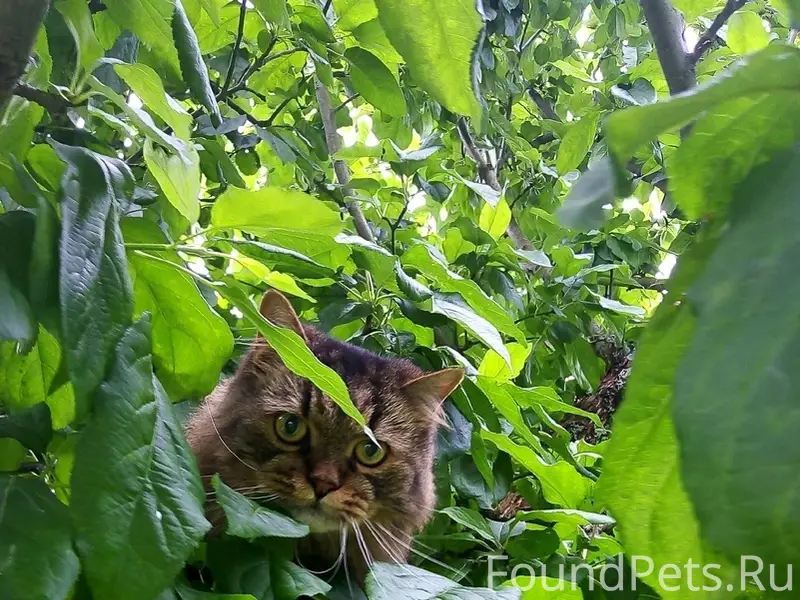 Пропал кот, Переброды
