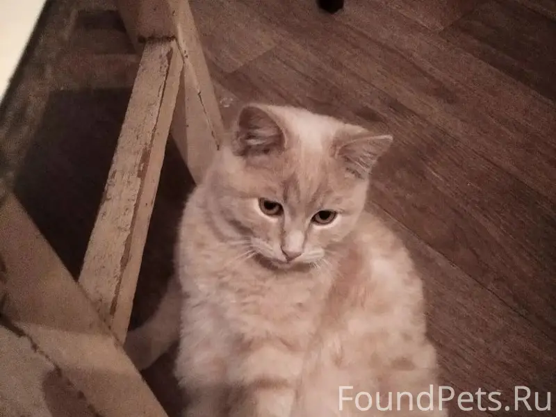 Пропал кот Рыжик, улица Чапаева