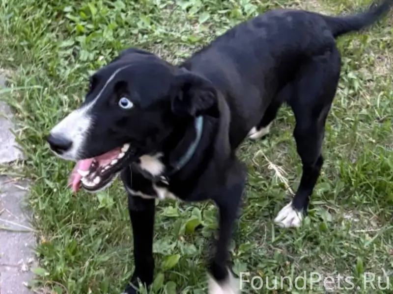 Найден пёс, мкрн Яркий