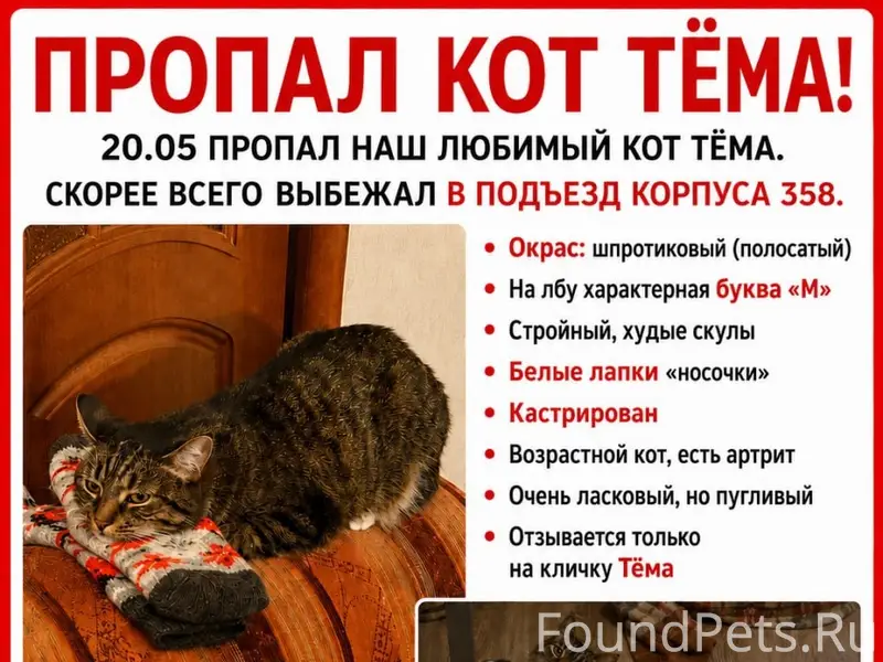 Пропал кот Тема, Зеленоград