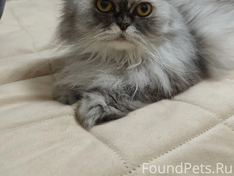 Пропала кошка, 9 микр.1 дом