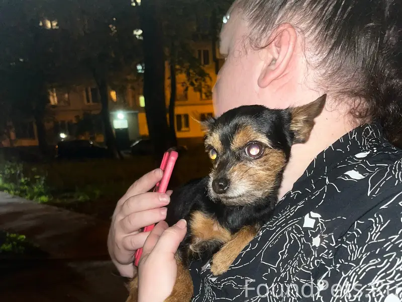 Найден кобель, 15 парковая дом 26 корпус 1
