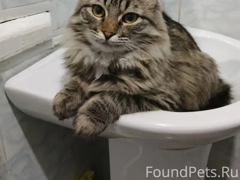 Пропала кошка Буся, улица Чкалова