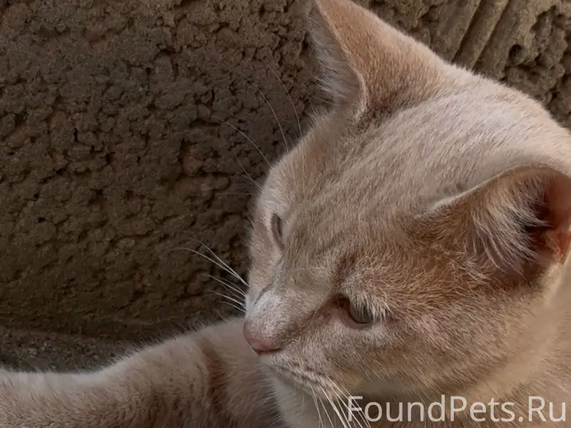 Пропал кот Симба, Афипская