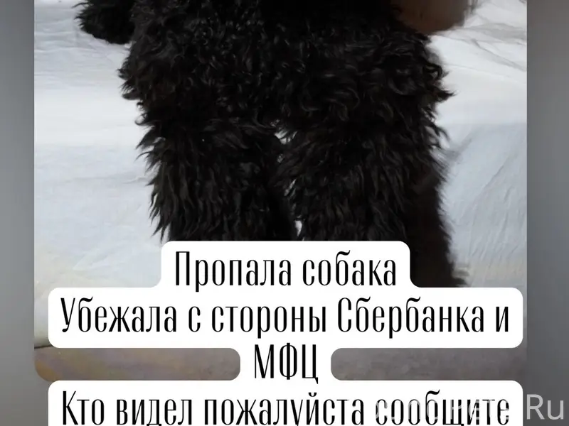Пропал Рокки, город Богородицк