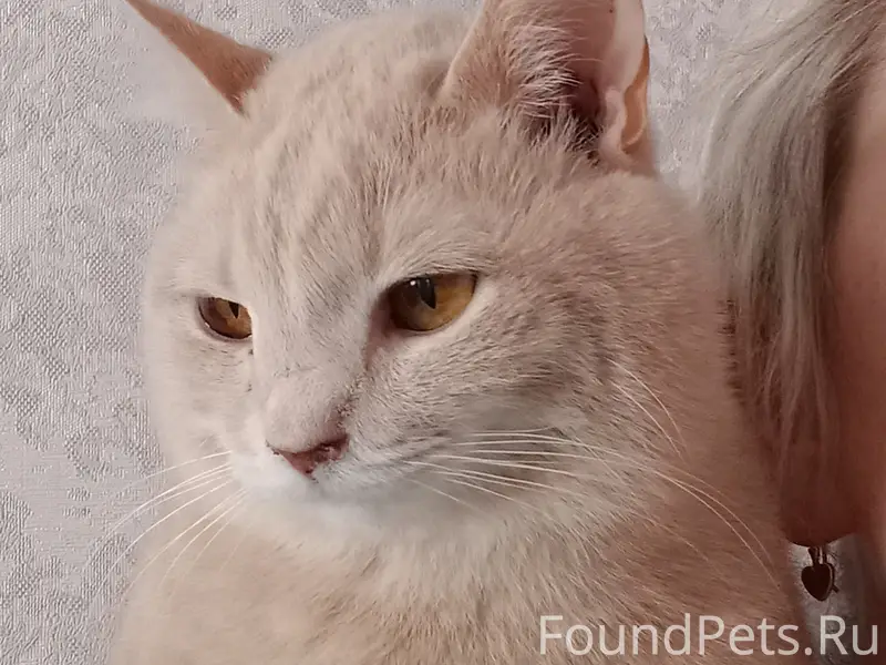 Пропал котёнок, район ул. Чкалова и Мельничной