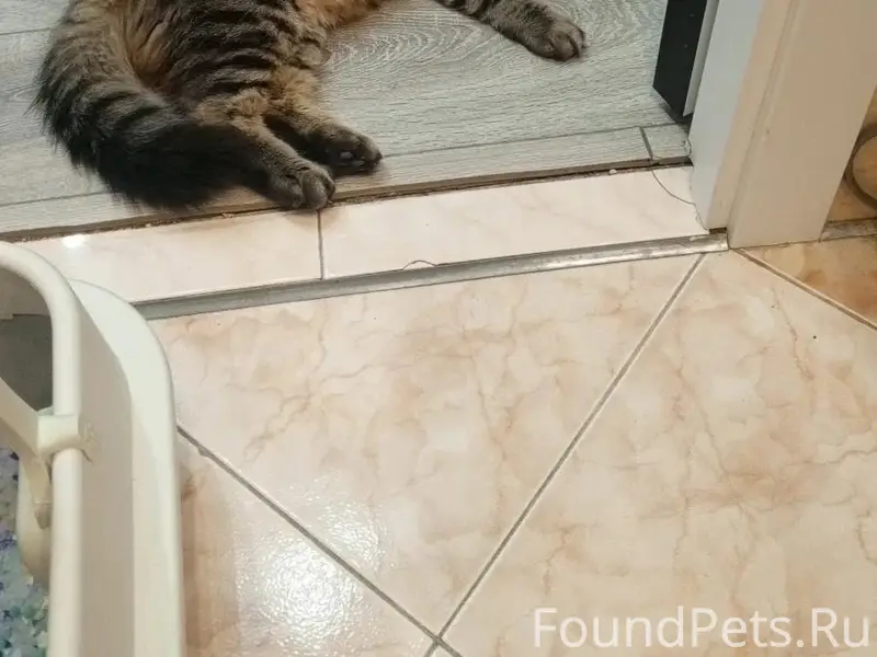 Пропал кот Кося, ул. Ворошилова