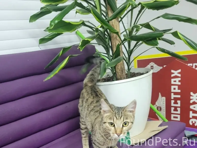 Найдена кошка, район 1й больницы