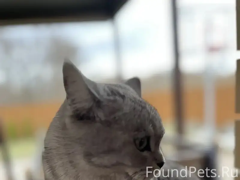 Пропала шотландская кошка, район гиперапельсина