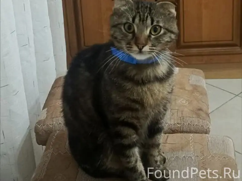 Помогите найти котика - молодой, серый, вислоухий, кастрирован
