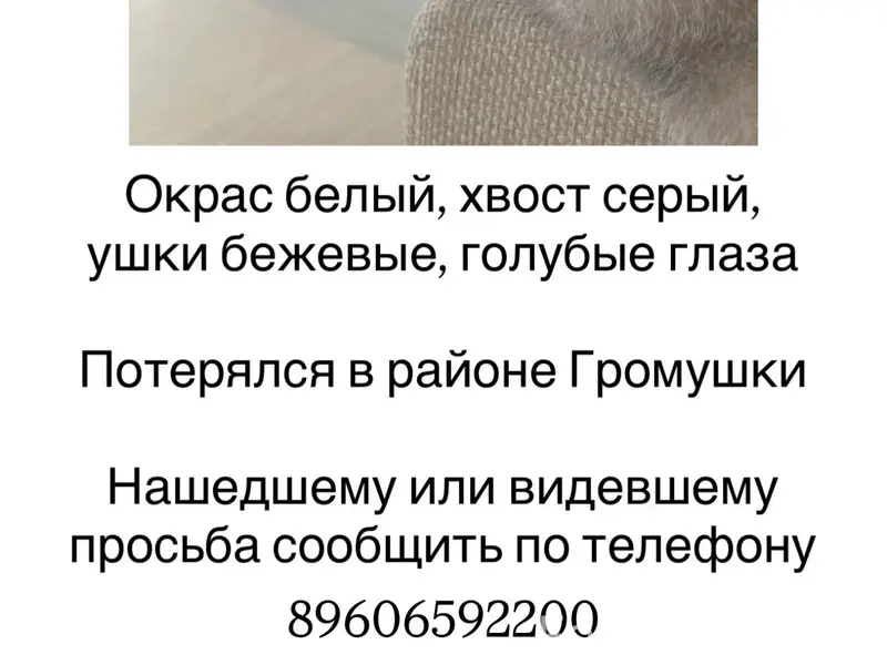 Пропал кот Сеня, Мичуринск