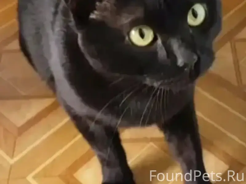 Пропал чёрный кот, без местоположения