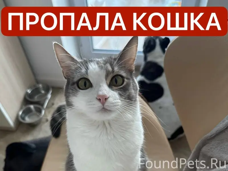 Пропала кошка, улица Речная