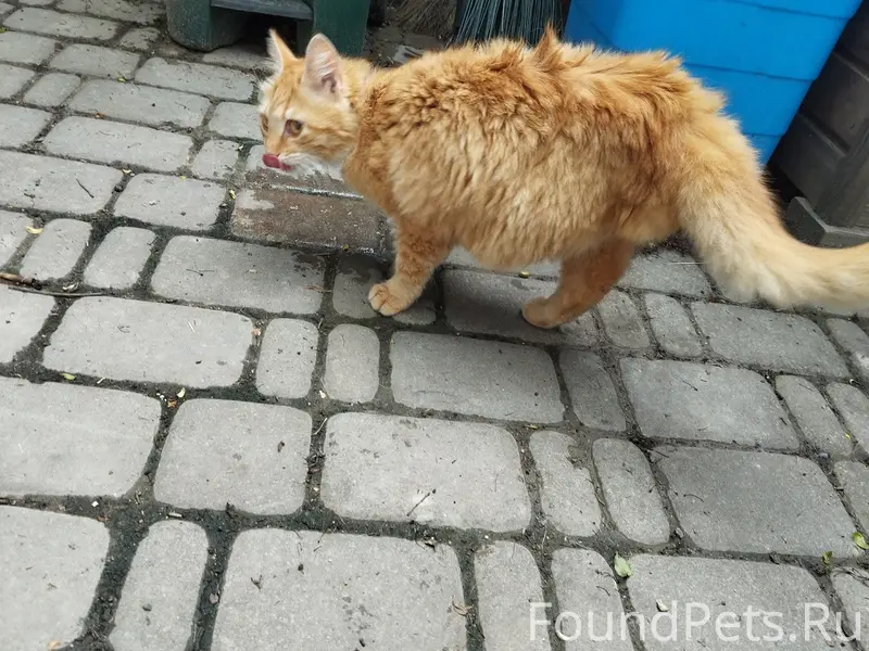 Найдена трёхлапая кошка в оранжевом ошейнике, Каменка