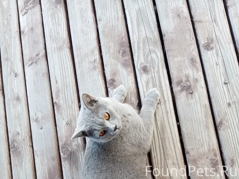 Пропал кот, д. Ручьи