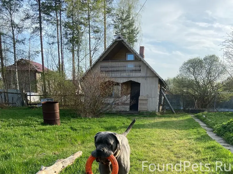 Пропал Кане корсо, серый, неизвестно место пропажи