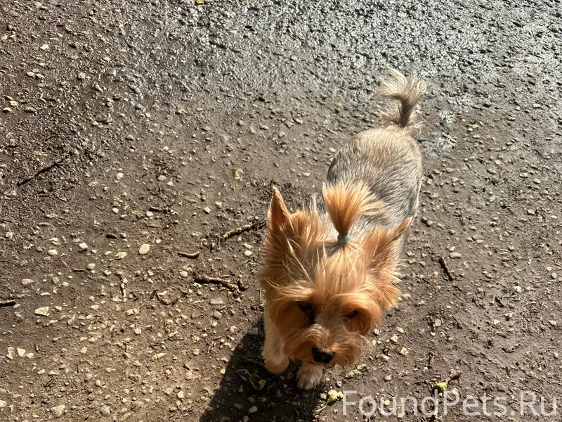 Найден пёс, у Сакуры