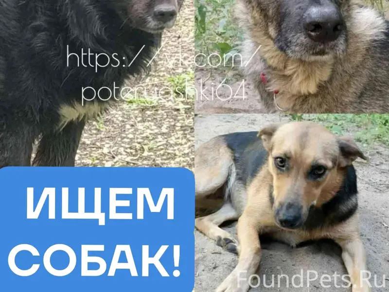 Пропали три собаки, Граф, Пушок и Лада, Ленинский район