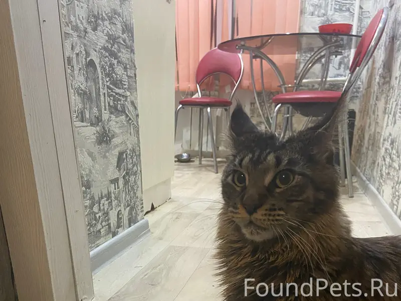 Пропала кошка мейкун Джесси, Комарова 130а